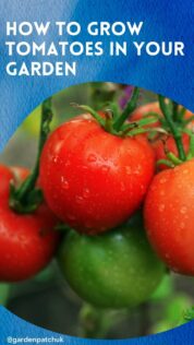 How to Grow Tomatoes in Your Garden 7 HOW TO GROW TOMATOES IN YOUR GARDEN