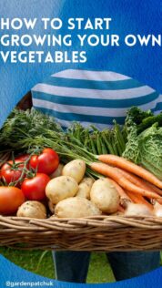 HOW TO START GROWING YOUR OWN VEGETABLES