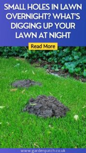 SMALL HOLES IN LAWN OVERNIGHT WHAT’S DIGGING UP YOUR LAWN AT NIGHT-min
