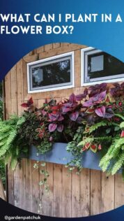 What Can I Plant in a Flower Box? 11 WHAT CAN I PLANT IN A FLOWER BOX