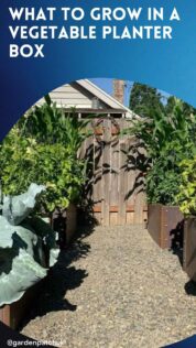 What to Grow in a Vegetable Planter Box 12 WHAT TO GROW IN A VEGETABLE PLANTER BOX-min