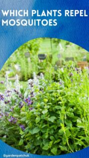 WHICH PLANTS REPEL MOSQUITOES