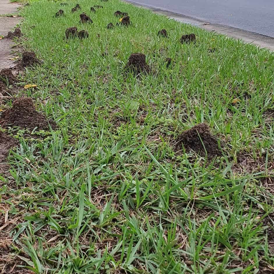 ant nests