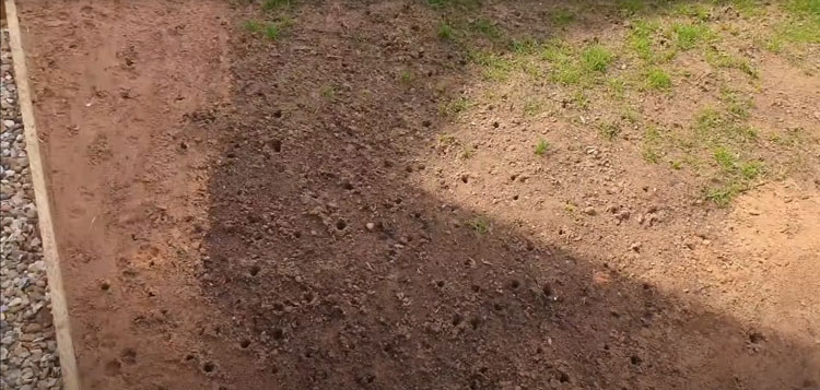 small bird holes in lawn