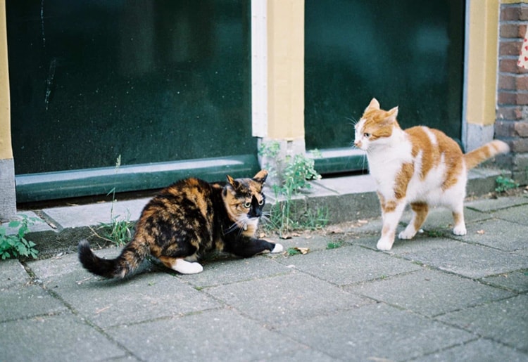9 Cruelty-Free Ways to Stop Cats From Pooping on the Garden Lawn 2 calico-cats-on-gray-concrete