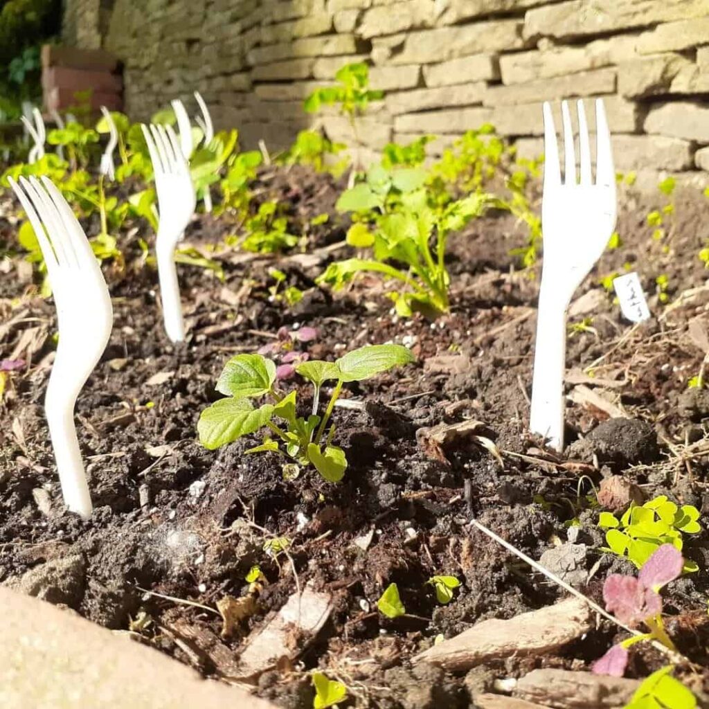 9 Cruelty-Free Ways to Stop Cats From Pooping on the Garden Lawn 8 diy cat garden deterrent