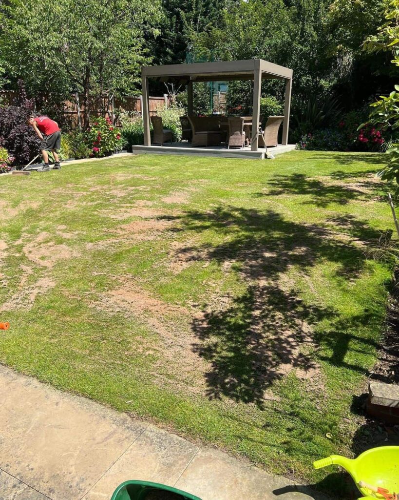 lawn after topdressing