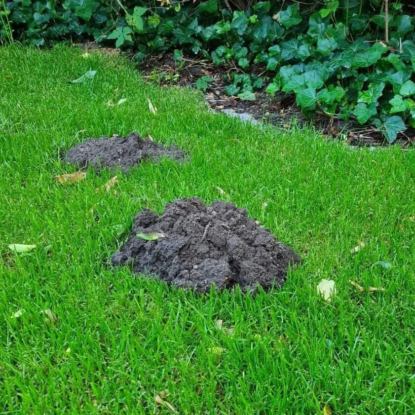 mole hole on the lawn