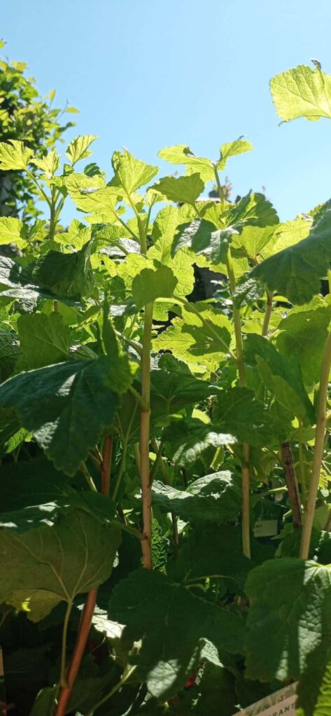 6 Wheelchair-Accessible Garden Design Elements for Easier Gardening 4 plant height