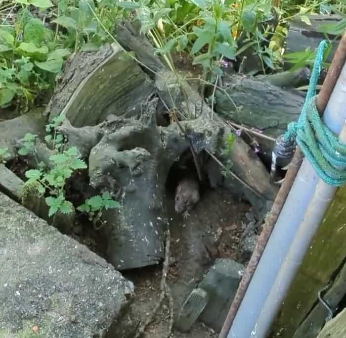 rat hole lawn