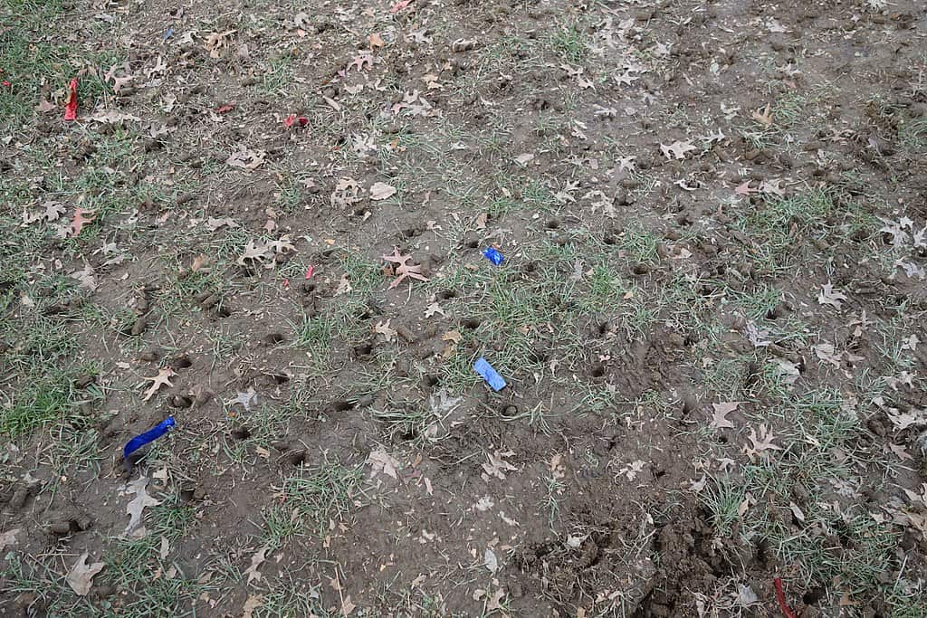 small holes in lawn overnight