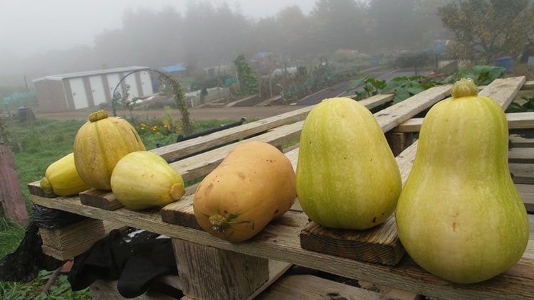 squash plants