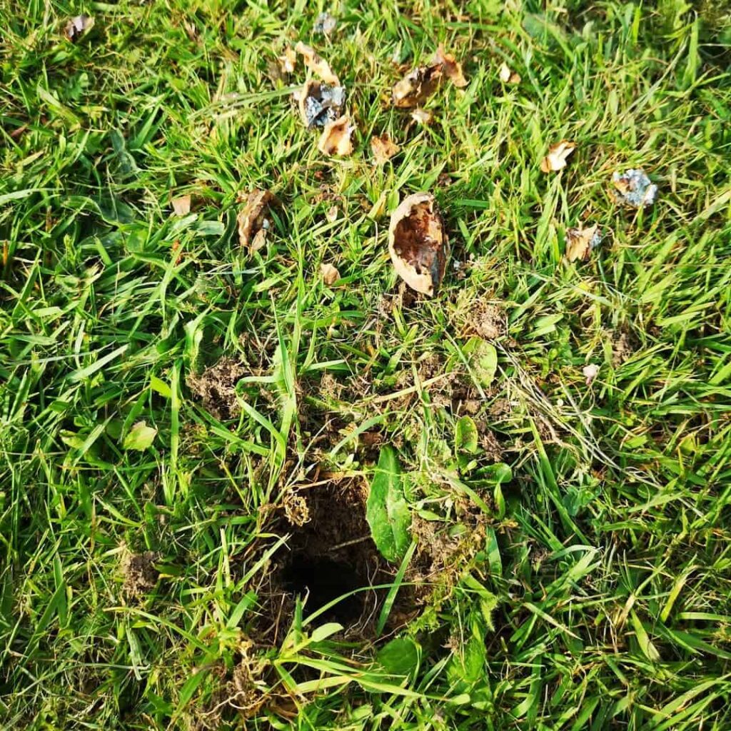 squirrel hole in lawn