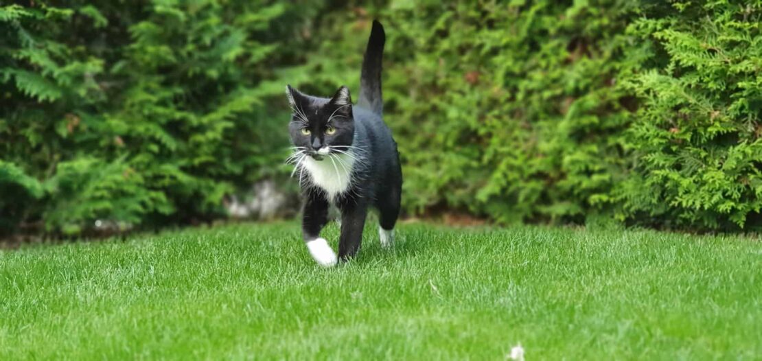 9 Cruelty-Free Ways to Stop Cats From Pooping on the Garden Lawn 1 cat walking on green lawn