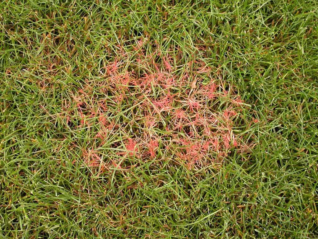 Laetisaria fuciformis read thread lawn