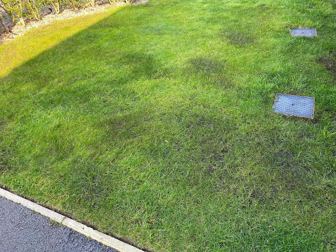 areas of iron damage on a lawn