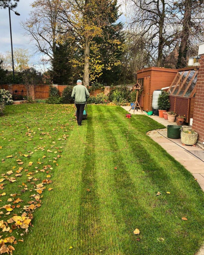 autumn lawn care scarifying