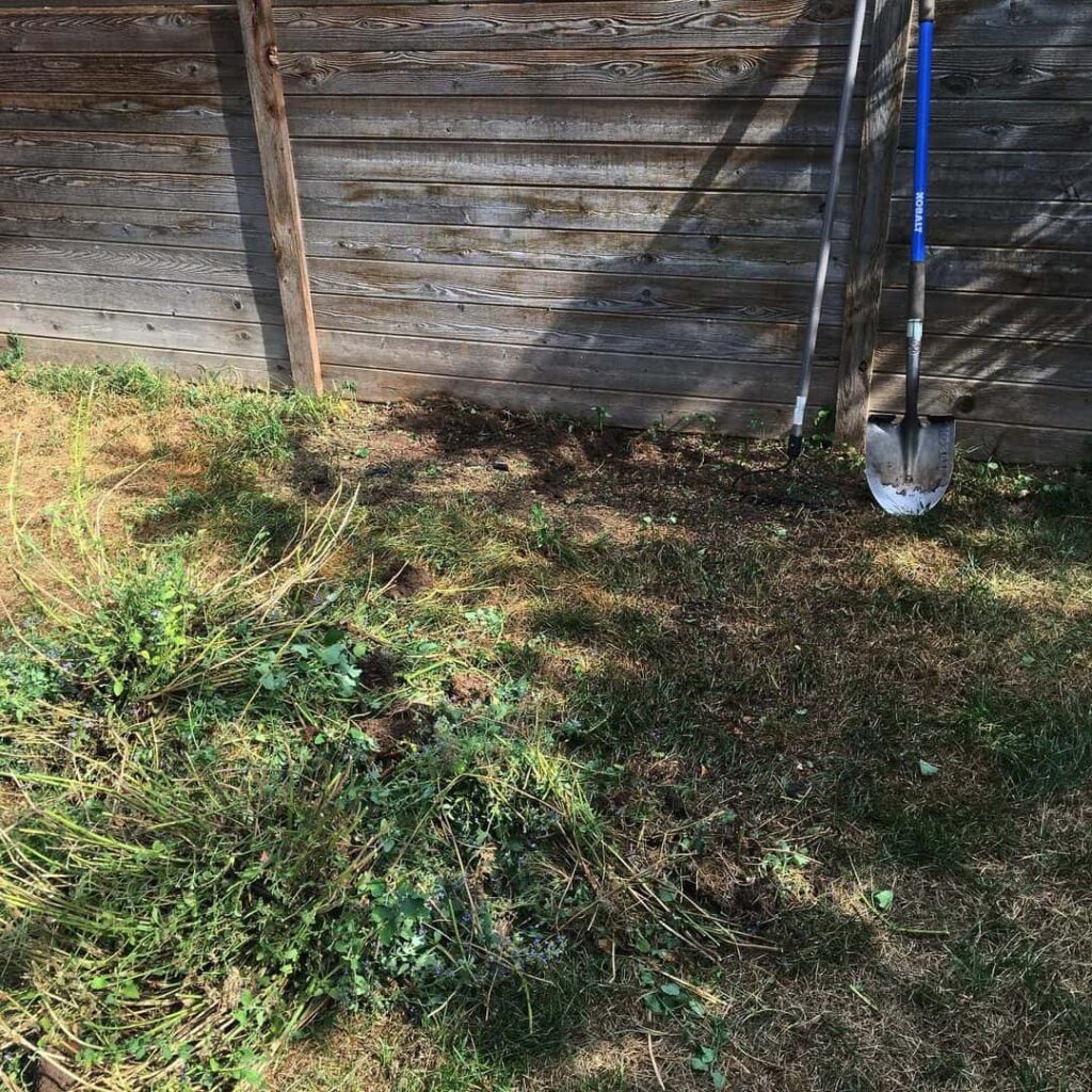 autumn lawn care weeding