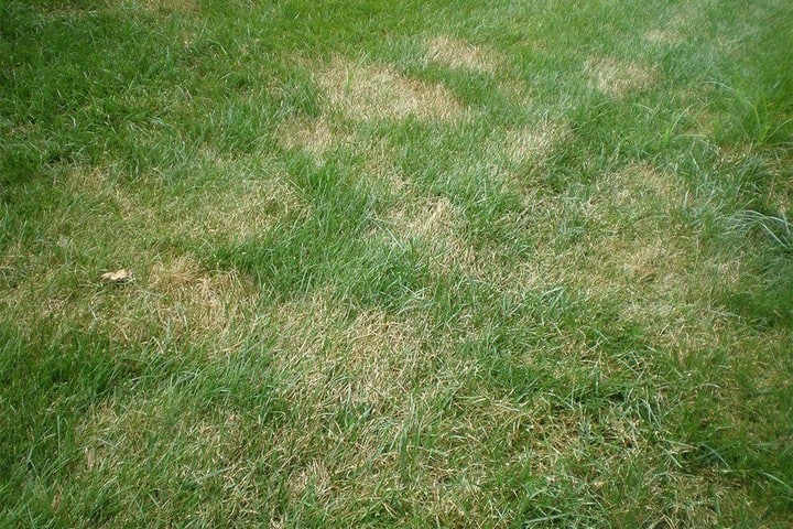 brown patch on lawn