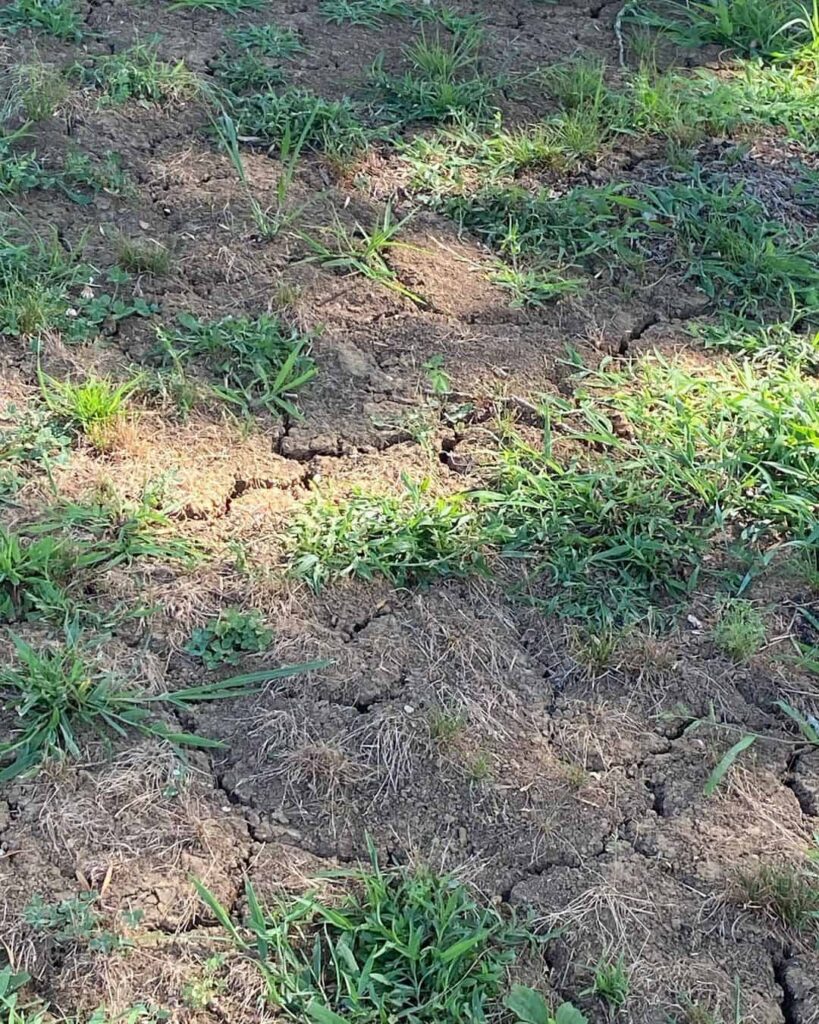 clay lawn after a long, dry summer
