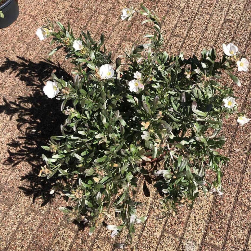 convolvulus silver bush
