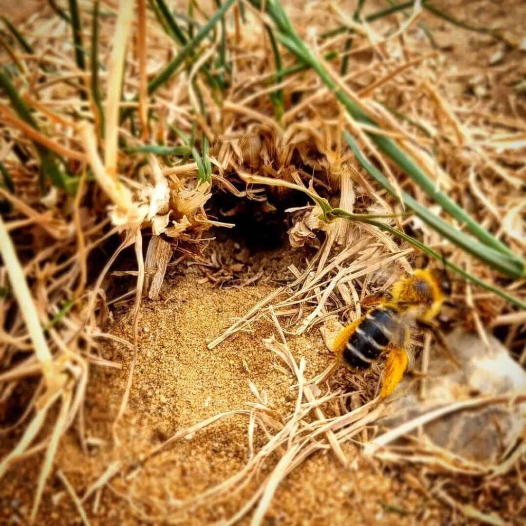 digging bees and wasps