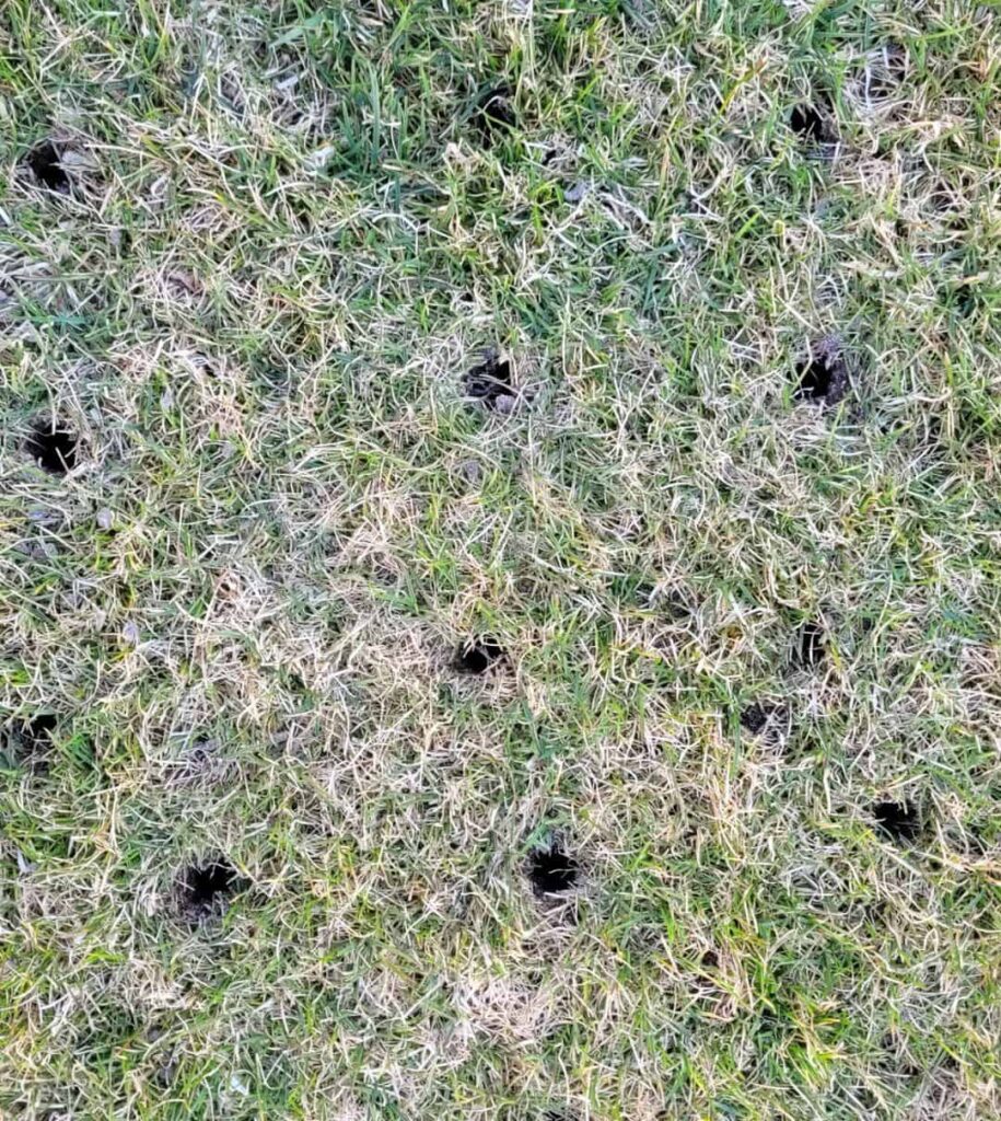 drilling holes in a clay lawn