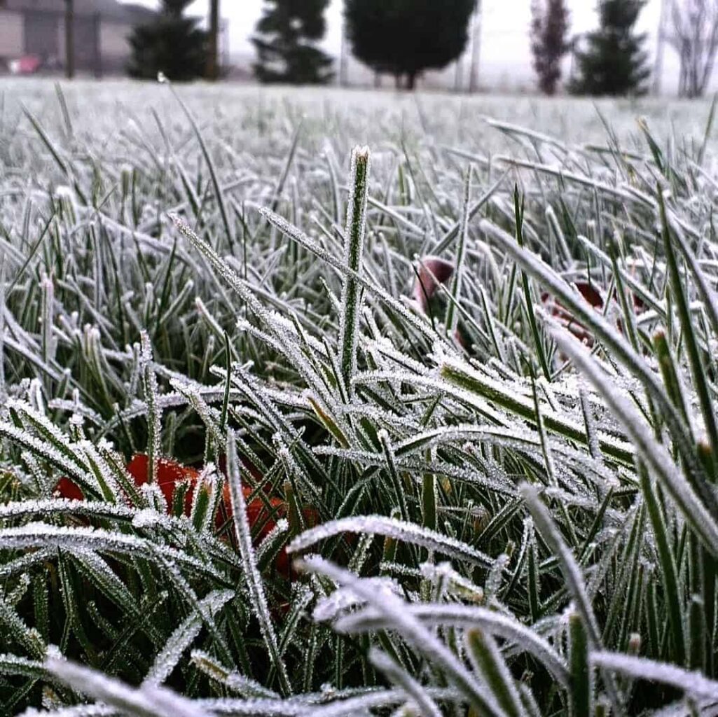 Can I Mow the Lawn in February? How to Do It Safely 3 frozen grass