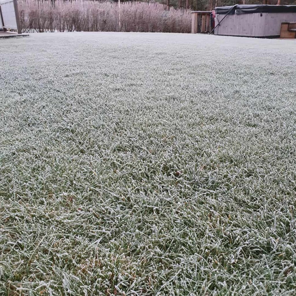 frozen lawn