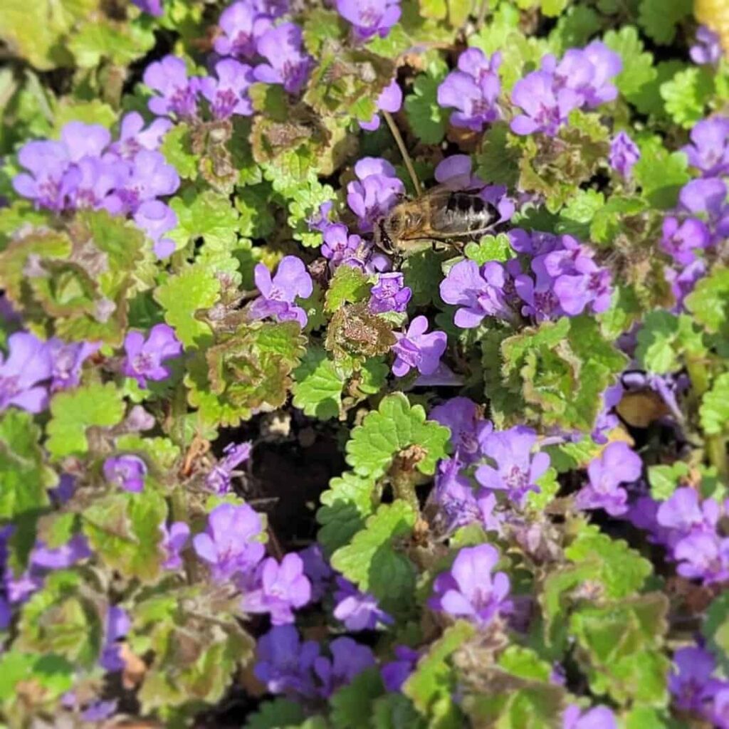 Common Pink/Purple Weeds in UK & How to Get Rid of Them 2 ground ivy