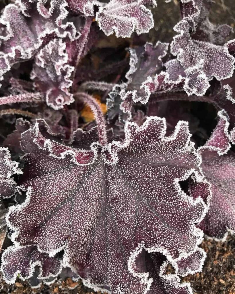 heucherella trailing
