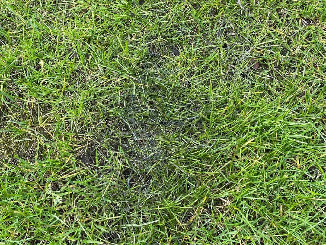 lawn after an iron overdose