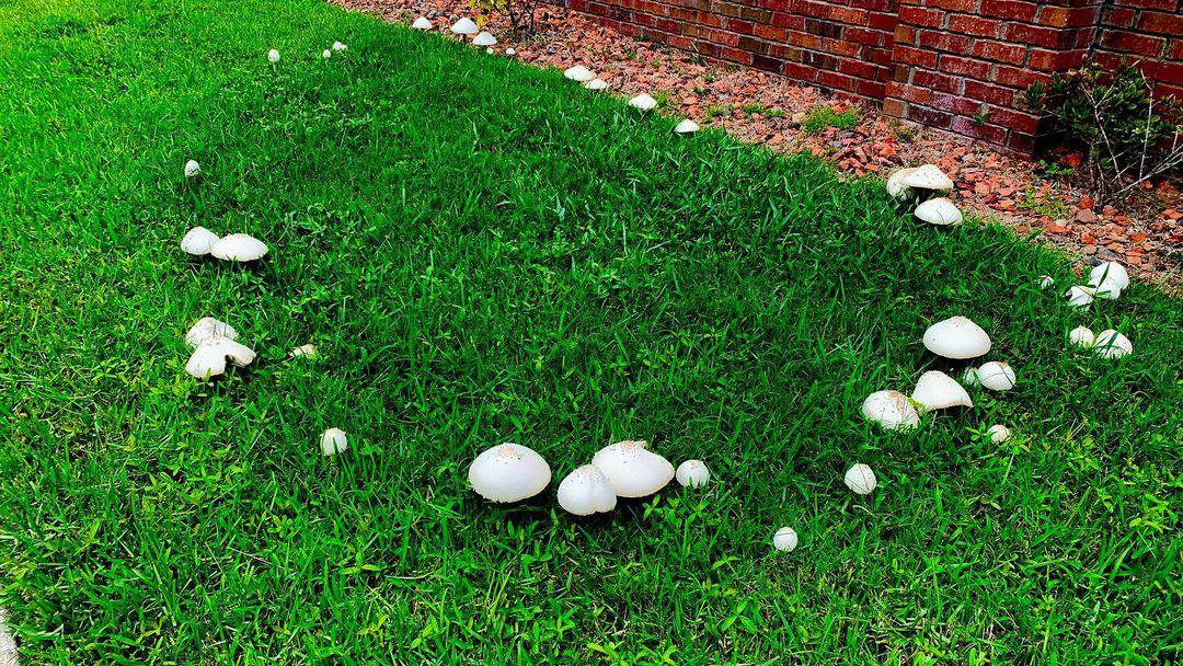 lawn fairy rings