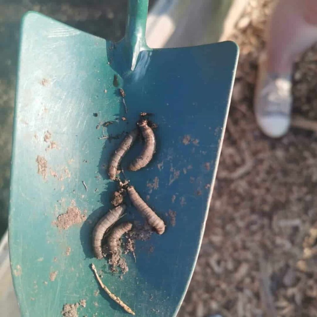 leatherjacket larvae on a spade