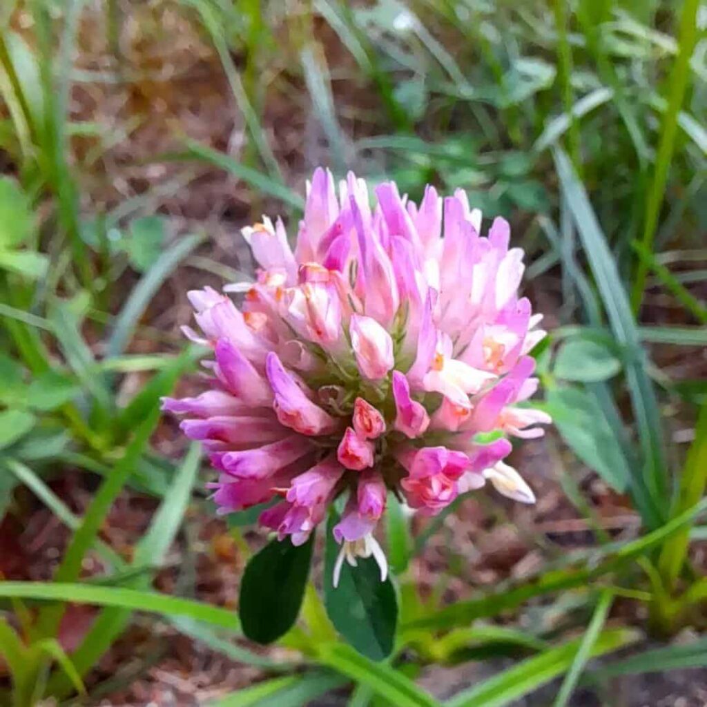 Common Pink/Purple Weeds in UK & How to Get Rid of Them 1 purple clover