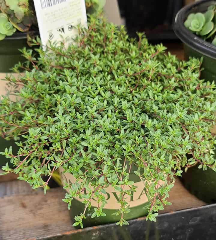purple creeping thyme