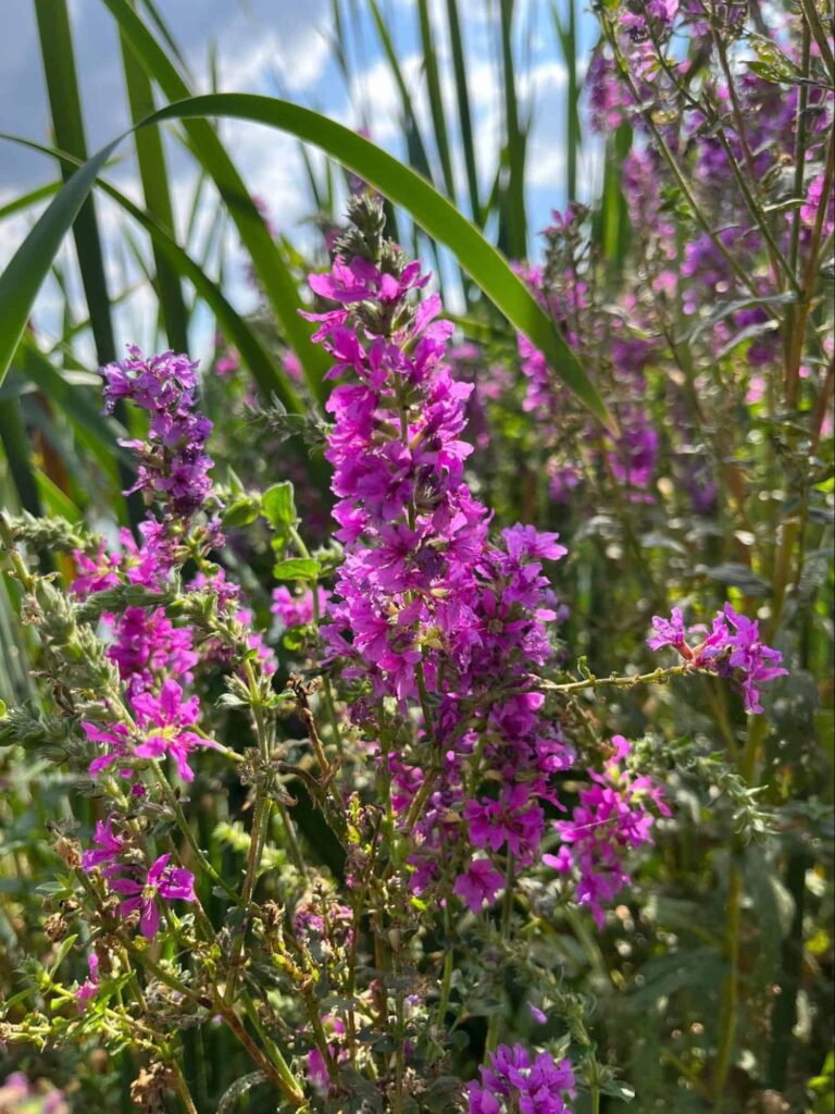 Common Pink/Purple Weeds in UK & How to Get Rid of Them 5 purple loosestrife