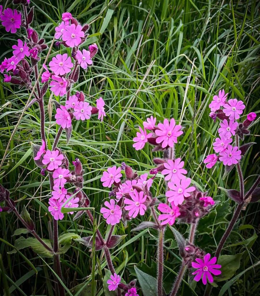Common Pink/Purple Weeds in UK & How to Get Rid of Them 6 red campion