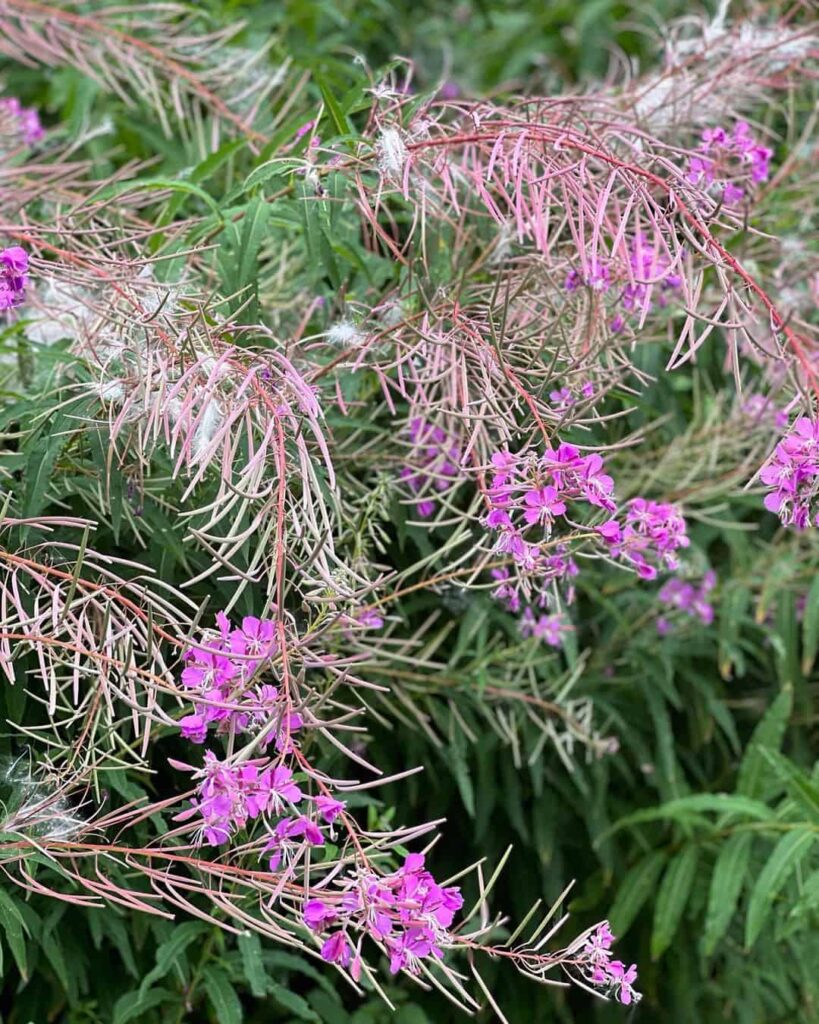 Common Pink/Purple Weeds in UK & How to Get Rid of Them 7 rosebay willowherb