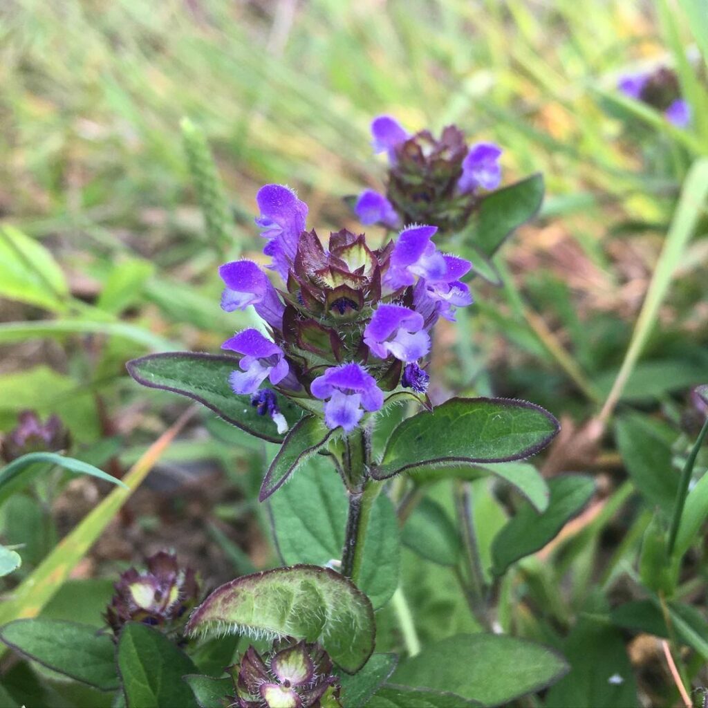 Common Pink/Purple Weeds in UK & How to Get Rid of Them 8 selfheal