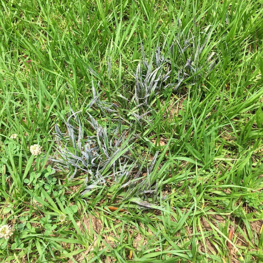 slime mould on grass