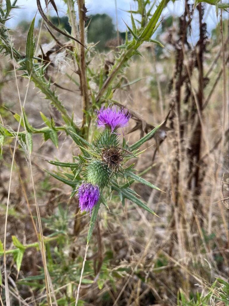 Common Pink/Purple Weeds in UK & How to Get Rid of Them 10 thistle