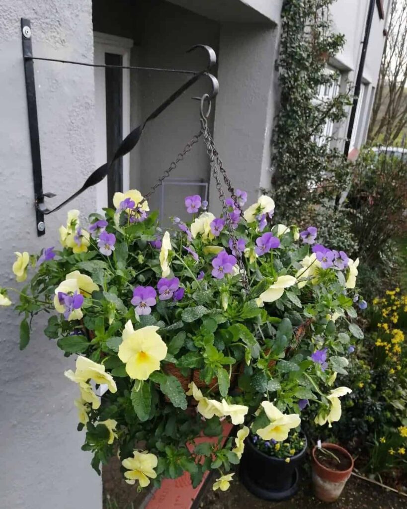 trailing pansies