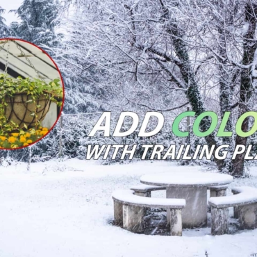 best trailing plants for winter hanging baskets