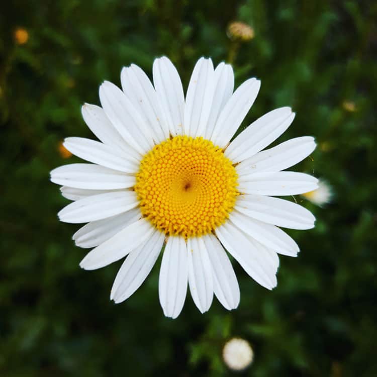 white daisy in bloom