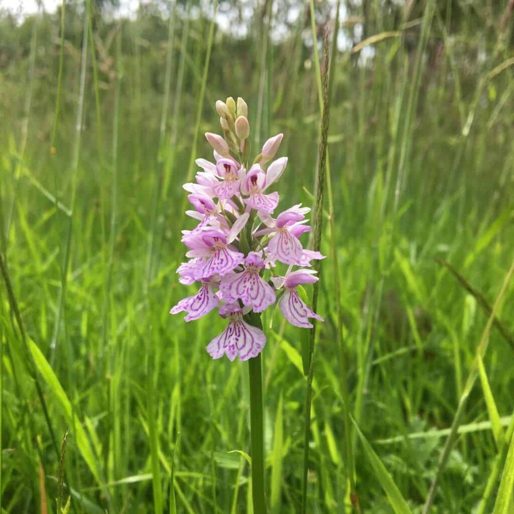 wild spotted orchid
