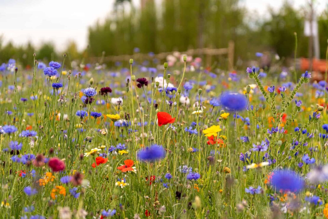 wildflower lawn