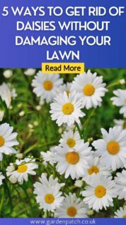 5 WAYS TO GET RID OF DAISIES WITHOUT DAMAGING YOUR LAWN-min