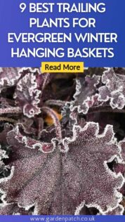 9 BEST TRAILING PLANTS FOR EVERGREEN WINTER HANGING BASKETS-min