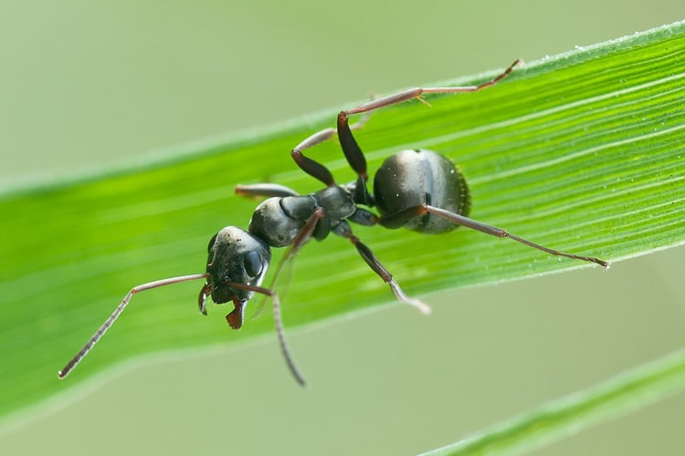 formica-fusca-common-black-wood-ant